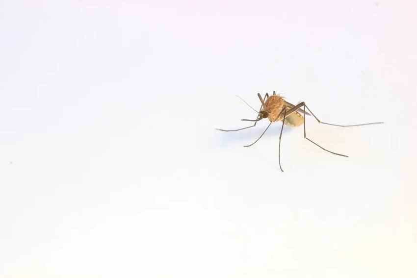 Комары-самцы пьют кровь: как жажда меняет их поведение