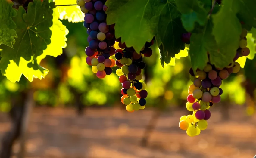 Как гибель динозавров помогла винограду захватить планету