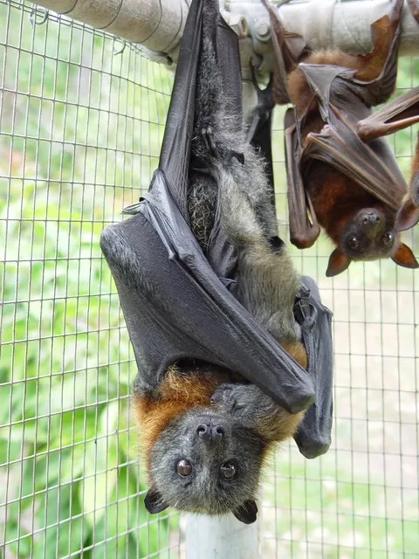 Новое антитело против вируса Нипах: испытания показали 100% выживаемость