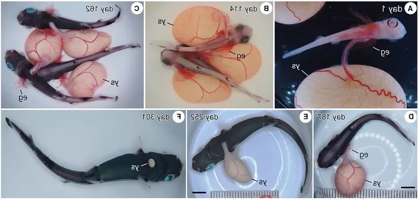 Искусственная утроба для акулят: как японские ученые спасают акул в инкубаторе