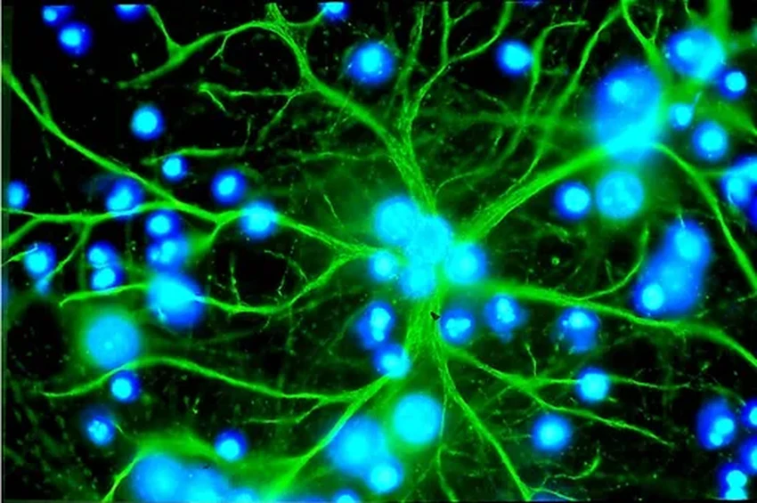 Мы — симбиоз клеток и бактерий: главные открытия недели