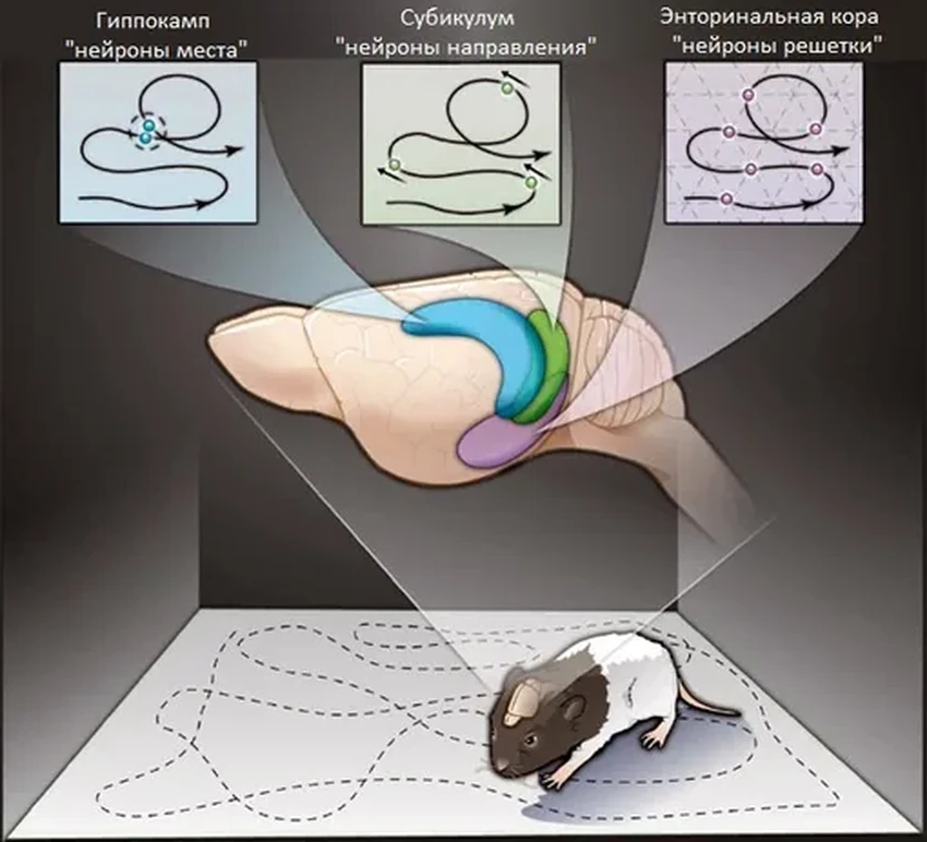 Как мозг ориентируется в пространстве вслепую: открытие нейробиологов