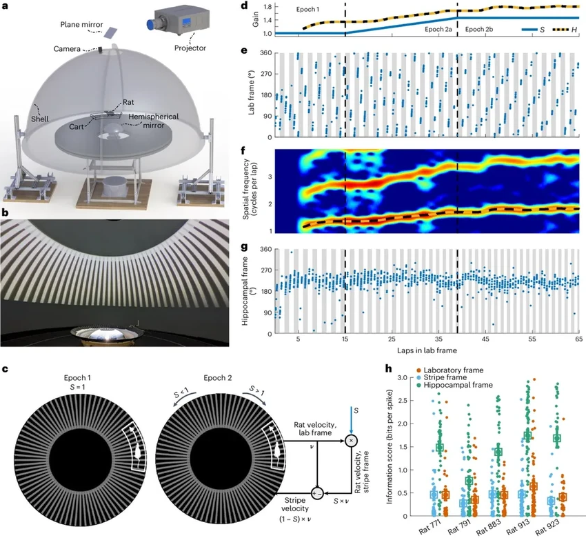 Как мозг ориентируется в пространстве вслепую: открытие нейробиологов