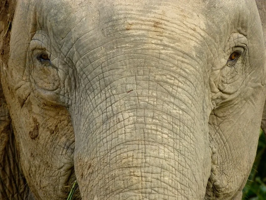 Борнейские слоны — самые маленькие в мире — официально признаны вымирающим видом