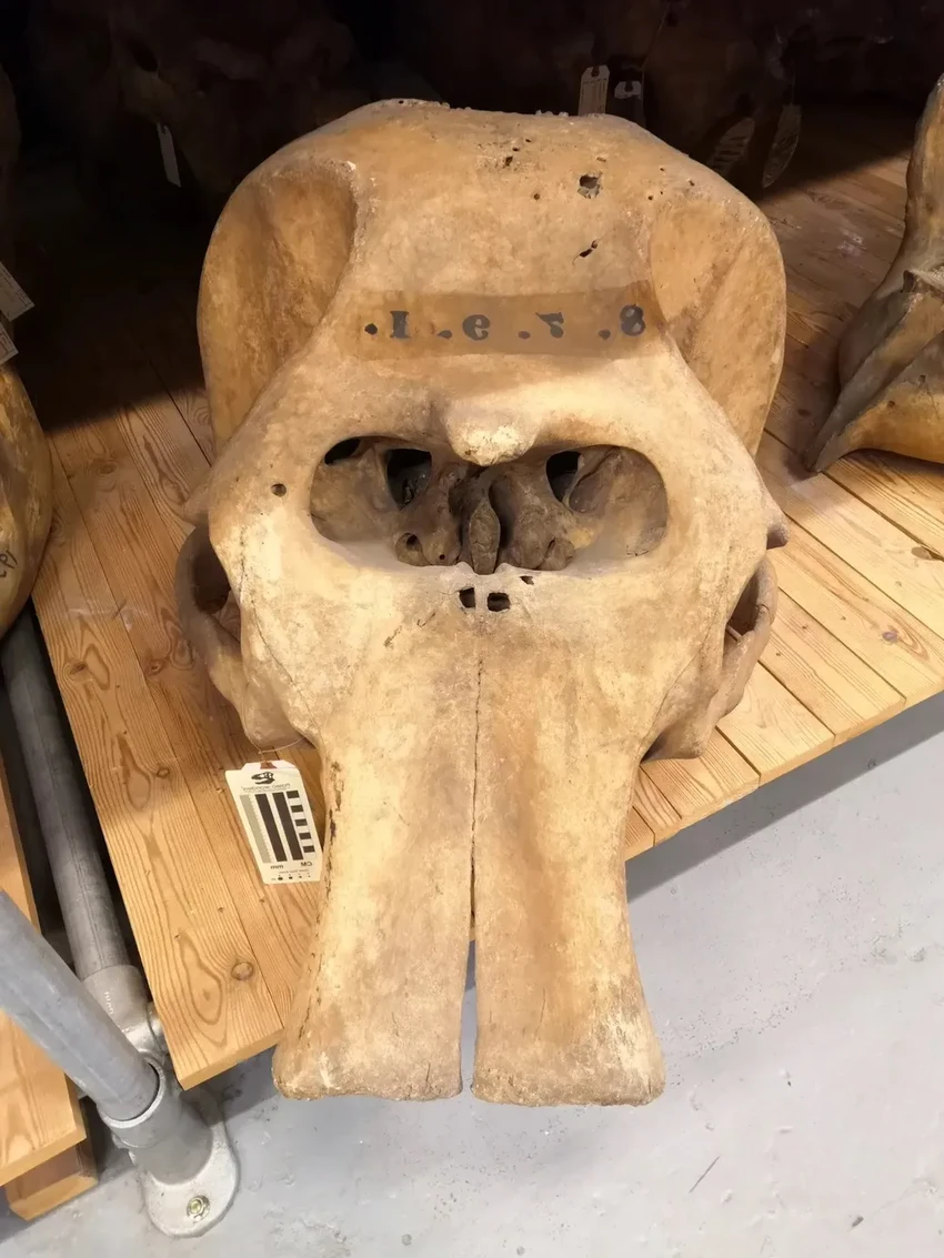 Борнейские слоны — самые маленькие в мире — официально признаны вымирающим видом