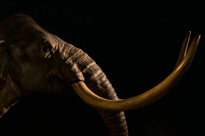 Загадка острова Врангеля: что погубило последних мамонтов на Земле?