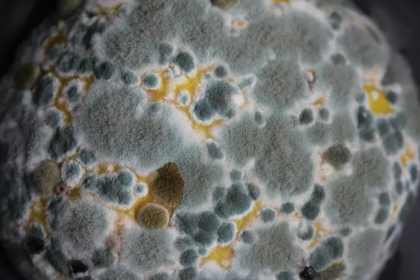 Грибы-зомби, тихие охотники и спасение от рака: удивительные факты