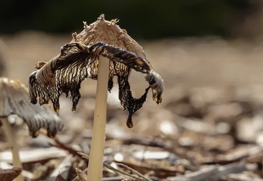 Грибы-зомби, тихие охотники и спасение от рака: удивительные факты