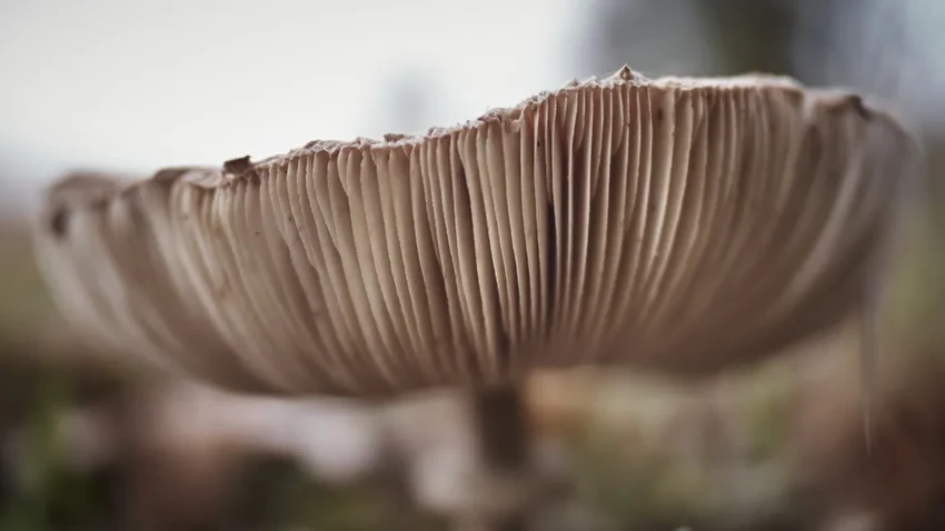 Грибы-зомби, тихие охотники и спасение от рака: удивительные факты