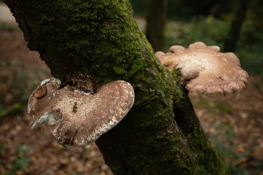 Грибы-зомби, тихие охотники и спасение от рака: удивительные факты