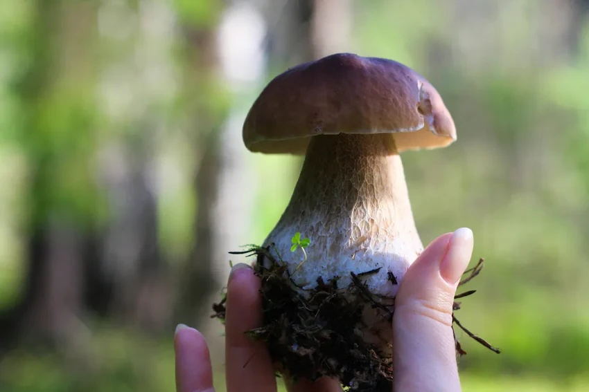 Грибы-зомби, тихие охотники и спасение от рака: удивительные факты