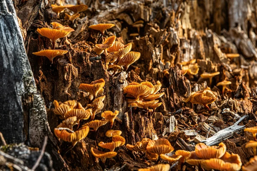 Грибы-зомби, тихие охотники и спасение от рака: удивительные факты