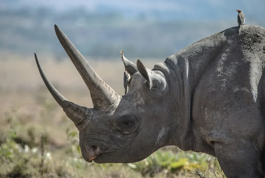 Радиоактивные рога: как ученые пытаются спасти носорогов от браконьеров