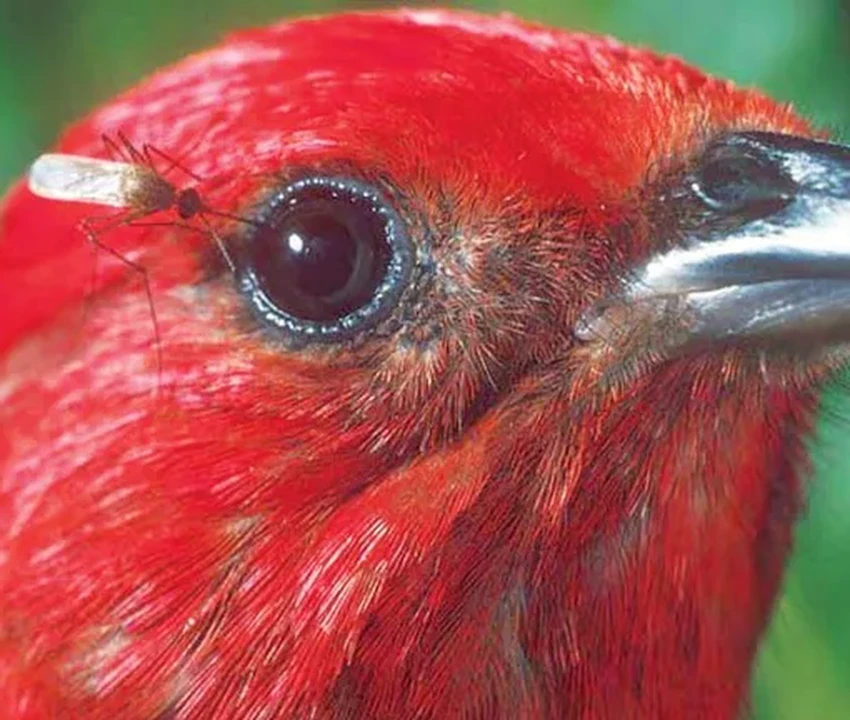 10 миллионов комаров-камикадзе выпустили на Гавайях для спасения редких птиц