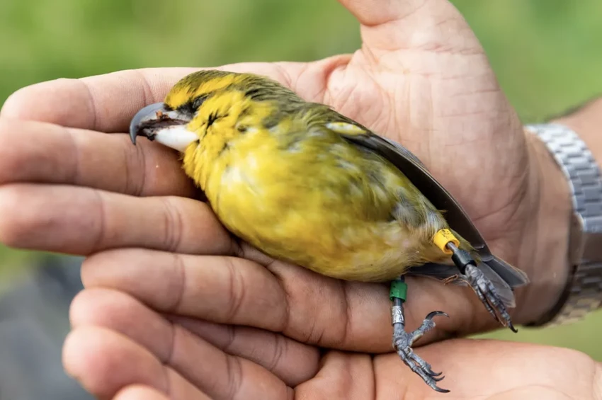 10 миллионов комаров-камикадзе выпустили на Гавайях для спасения редких птиц