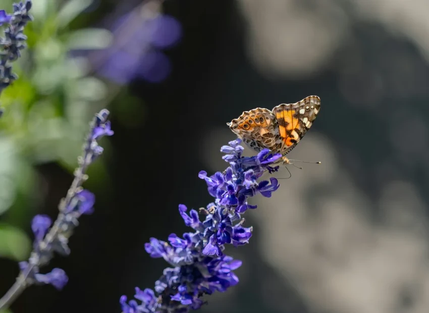 Бабочки-рекордсмены: кто пересекает Атлантику без остановки?