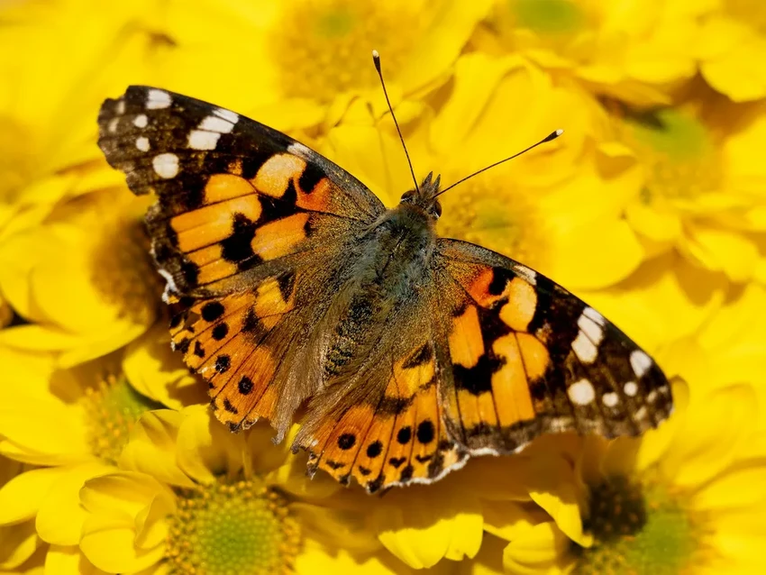 Бабочки-рекордсмены: кто пересекает Атлантику без остановки?