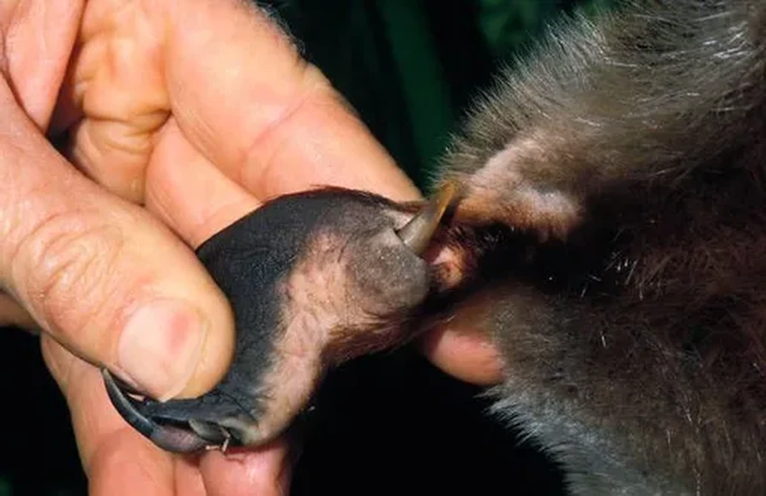 Утконос: ядовитое, светящееся млекопитающее без желудка. Как это возможно?