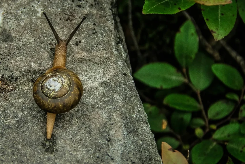 Секрет улиток: почему медлительность — это их суперсила для выживания