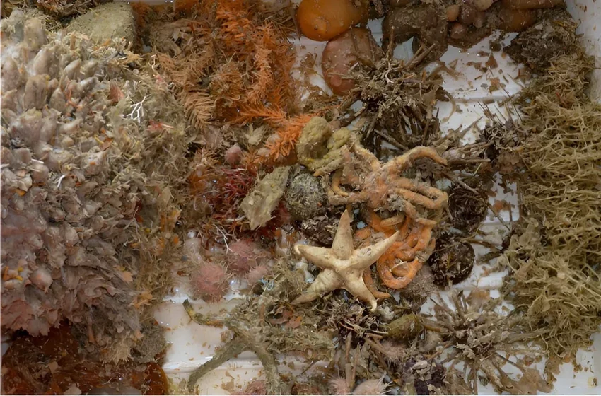 Тайна червей Антарктиды: бактерии вместо антифриза