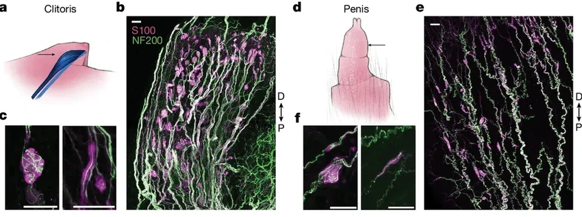 Как устроены тельца Краузе и почему они так важны для сексуального возбуждения