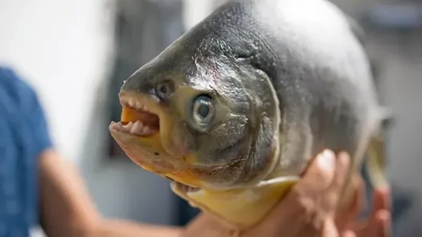 Учёные открыли в Амазонке новый вид рыбы паку и назвали её в честь Саурона