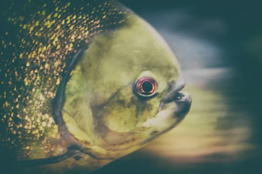 Учёные открыли в Амазонке новый вид рыбы паку и назвали её в честь Саурона