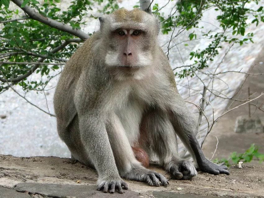 Как мозг отличает реальные образы от воспоминаний: исследование