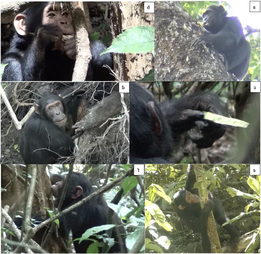 Лесная аптека шимпанзе: как обезьяны лечатся растениями