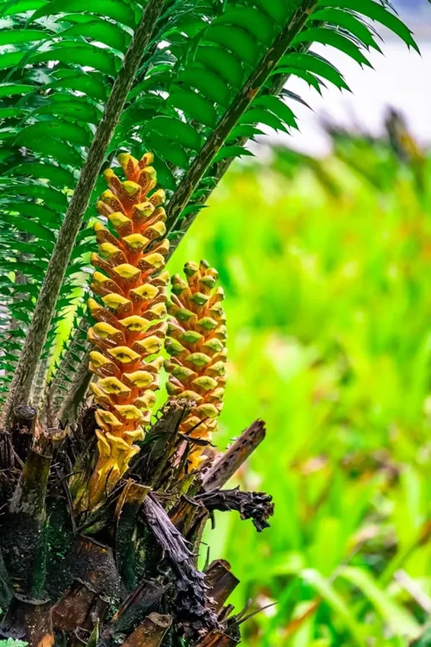 Ученые ищут пару для самого одинокого растения в мире, чтобы спасти древний вид