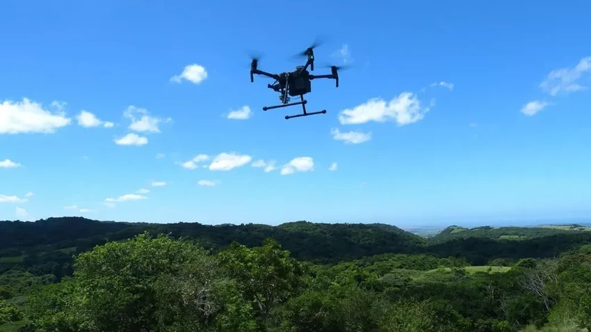 Ученые ищут пару для самого одинокого растения в мире, чтобы спасти древний вид