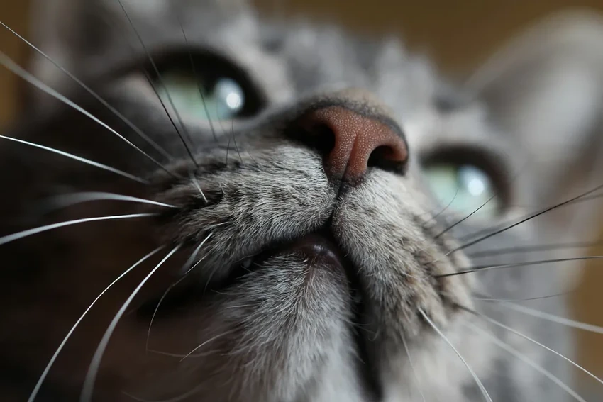 Птичий грипп угрожает людям: домашние кошки стали новыми переносчиками H5N1