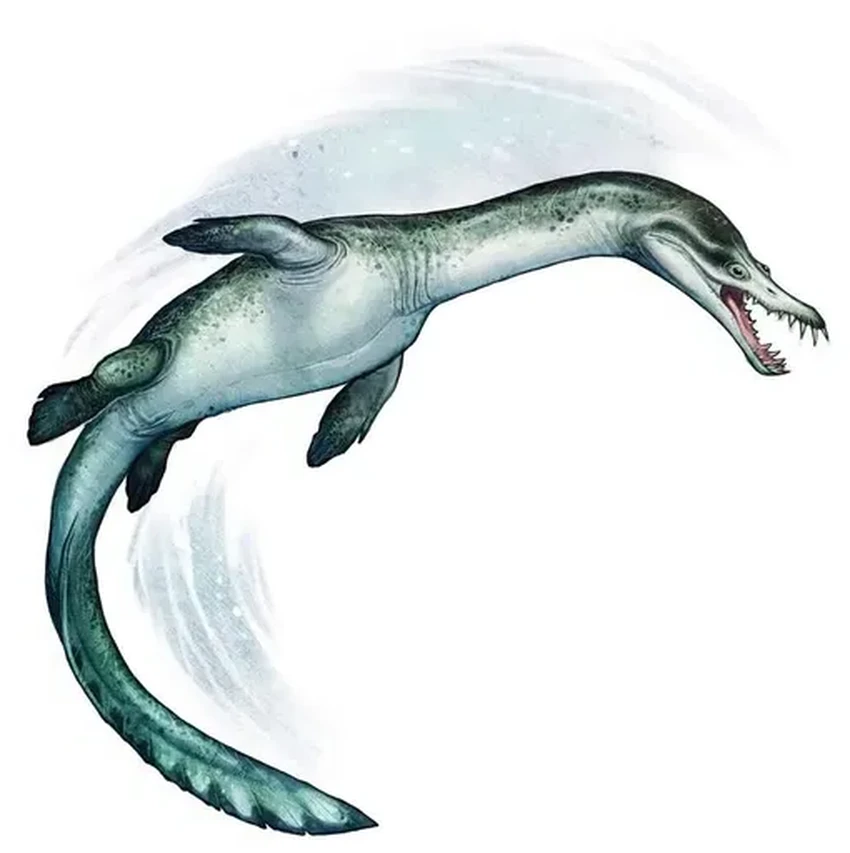 Старейший нотозавр Южного полушария найден в Новой Зеландии