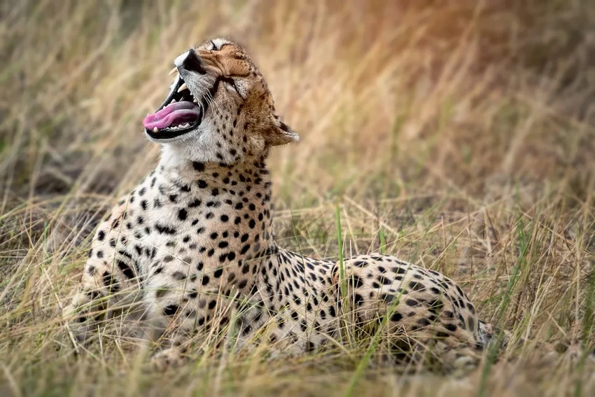 Почему гепард быстрый, а слон нет: физика скорости животных