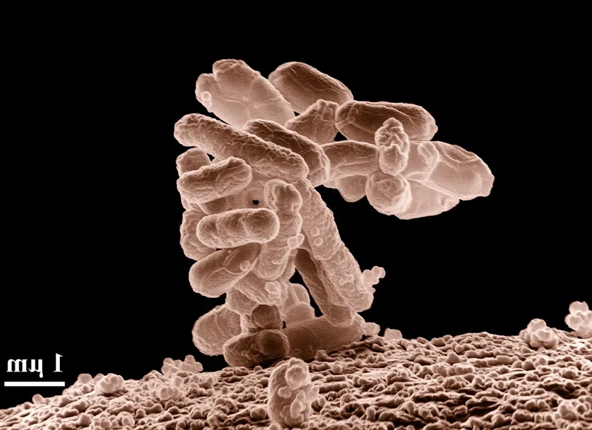 Машинное обучение открыло миллион новых пептидов против супербактерий