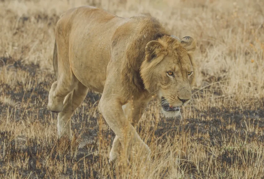 Трёхногий лев Джейкоб проплыл полтора километра через канал с крокодилами