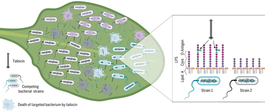 Бактерии превратили вирусы в секретное оружие для микробных войн