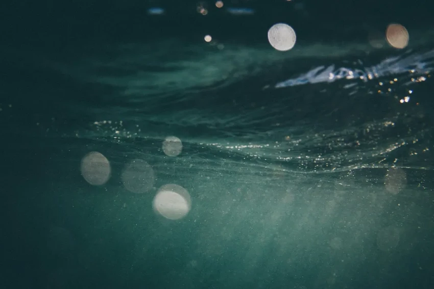 1400 лет под водой: генетические часы нашли древнейшее морское растение