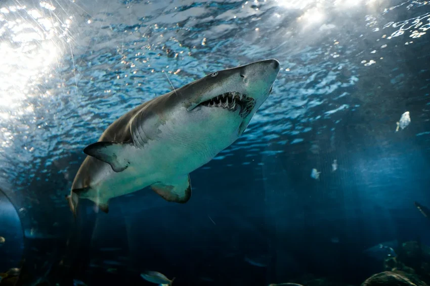 Акула рядом? Как вести себя при встрече и правильно защититься