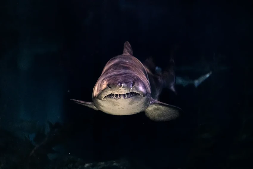 Акула рядом? Как вести себя при встрече и правильно защититься