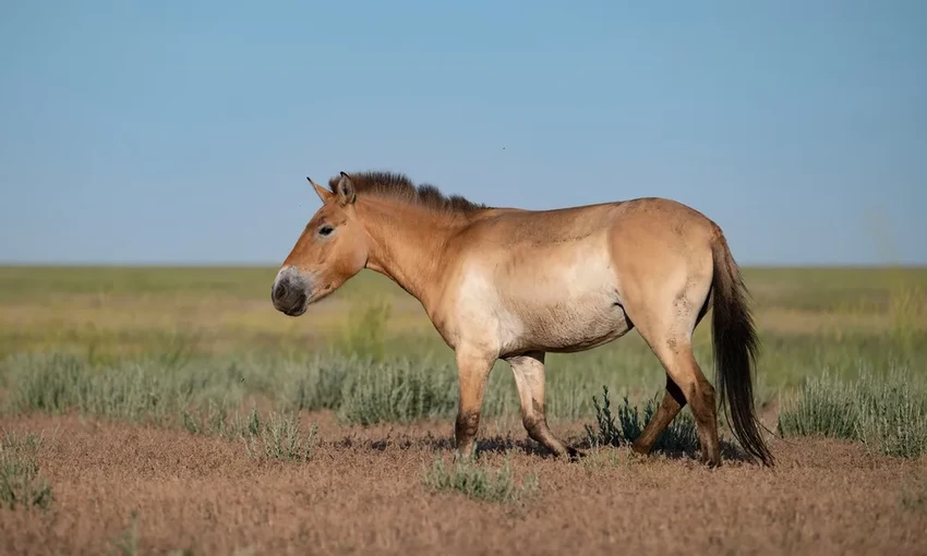 Возвращение диких лошадей Пржевальского в Казахстан через 200 лет