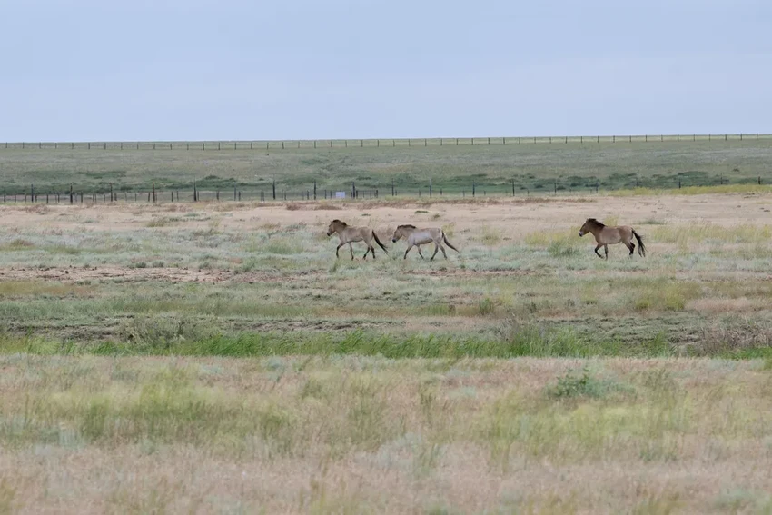 Возвращение диких лошадей Пржевальского в Казахстан через 200 лет