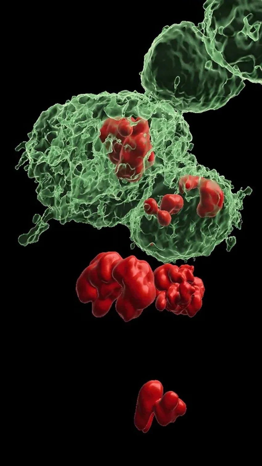 Ученые нашли общий механизм регенерации тканей и выживания раковых клеток