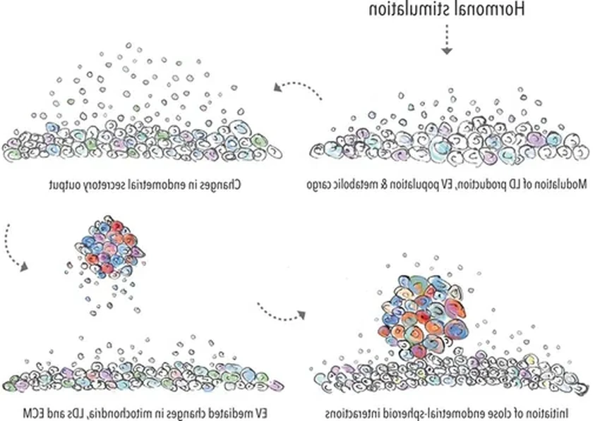 Тайный диалог эмбриона и матки: как начинается беременность