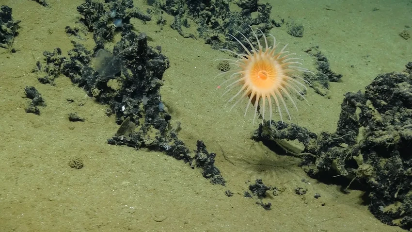 Глубоководная экспедиция нашла самое долгоживущее животное