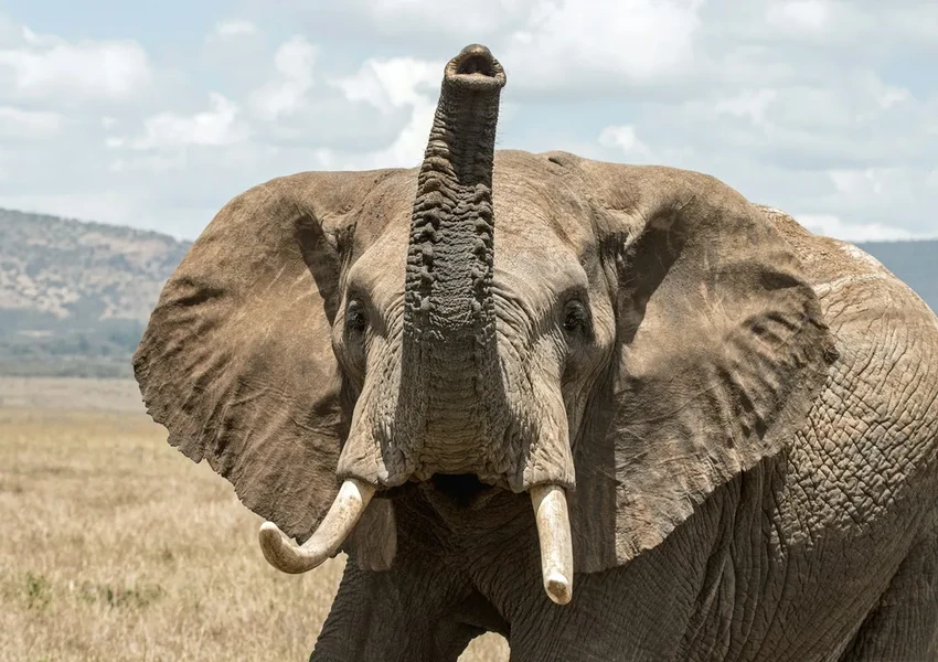 Слоны зовут друг друга по именам: открытие учёных о языке гигантов