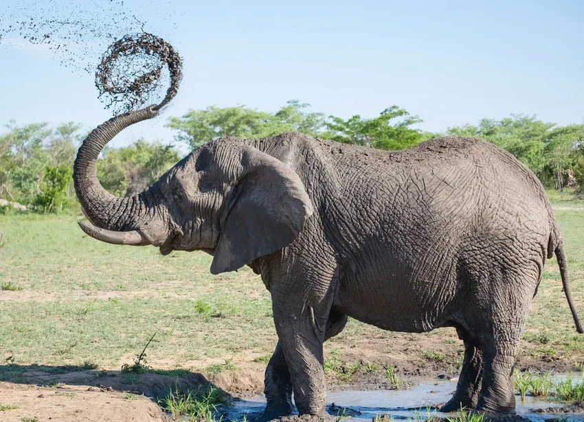 Слоны зовут друг друга по именам: открытие учёных о языке гигантов