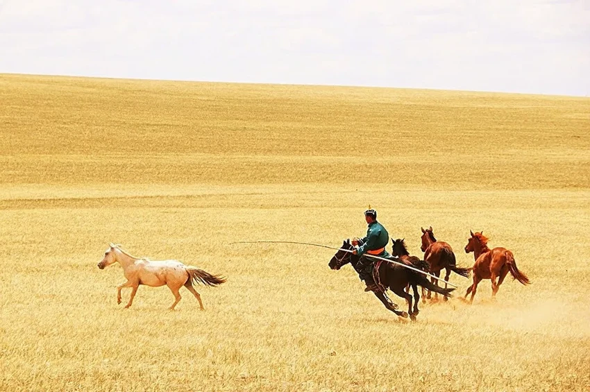 Родина всех лошадей: как одомашнивание в Челябинской области изменило мир