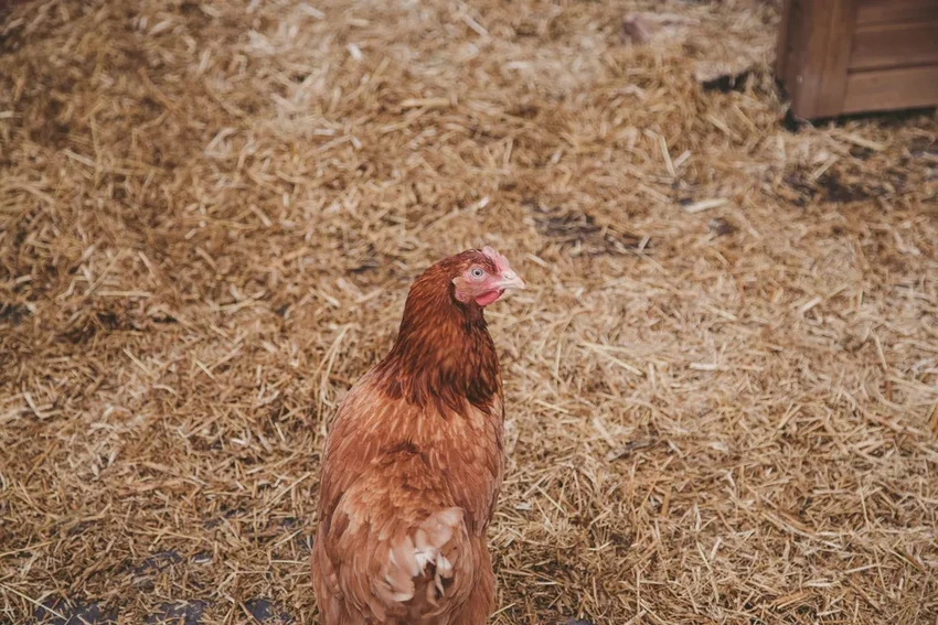 Первый летальный случай заражения человека птичьим гриппом H5N2 в Мексике
