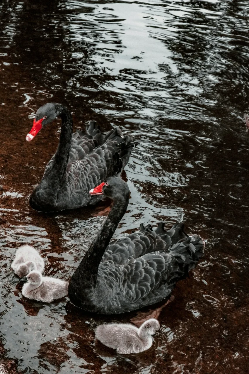 Развенчан миф о верности: черные лебеди нередко меняют партнеров